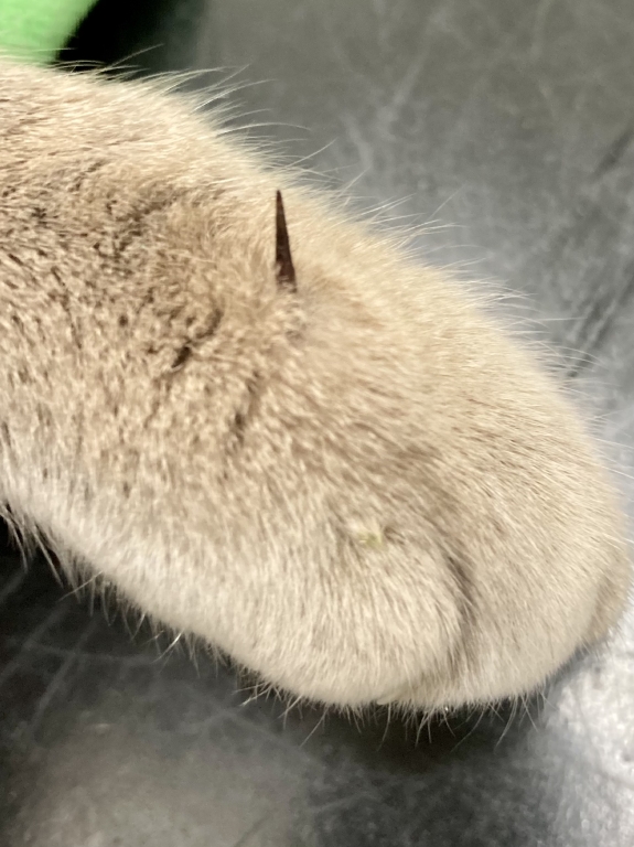 Yoda&#39;s paw showing thorn