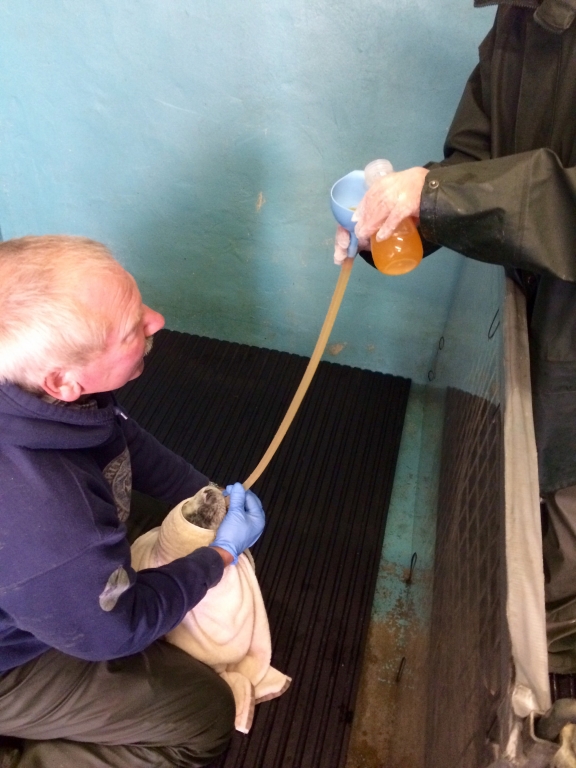 Hundreds of distressed grey seal pups off the Cornish coast are receiving a vital rehydration solution from Norbrook.