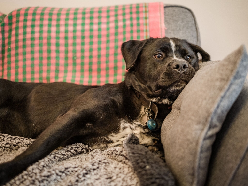 Anxious looking dog lying on a couch
