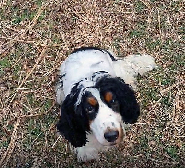 Bramble was referred as an emergency case to Linnaeus-owned Veterinary Specialists Scotland