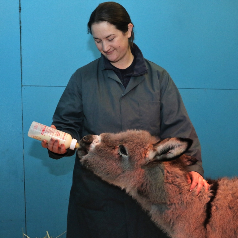 Sam being bottle fed by Sara Blair-Salter, The Donkey Sanctuary&#39;s New Arrivals Manager. (The Donkey Sanctuary)