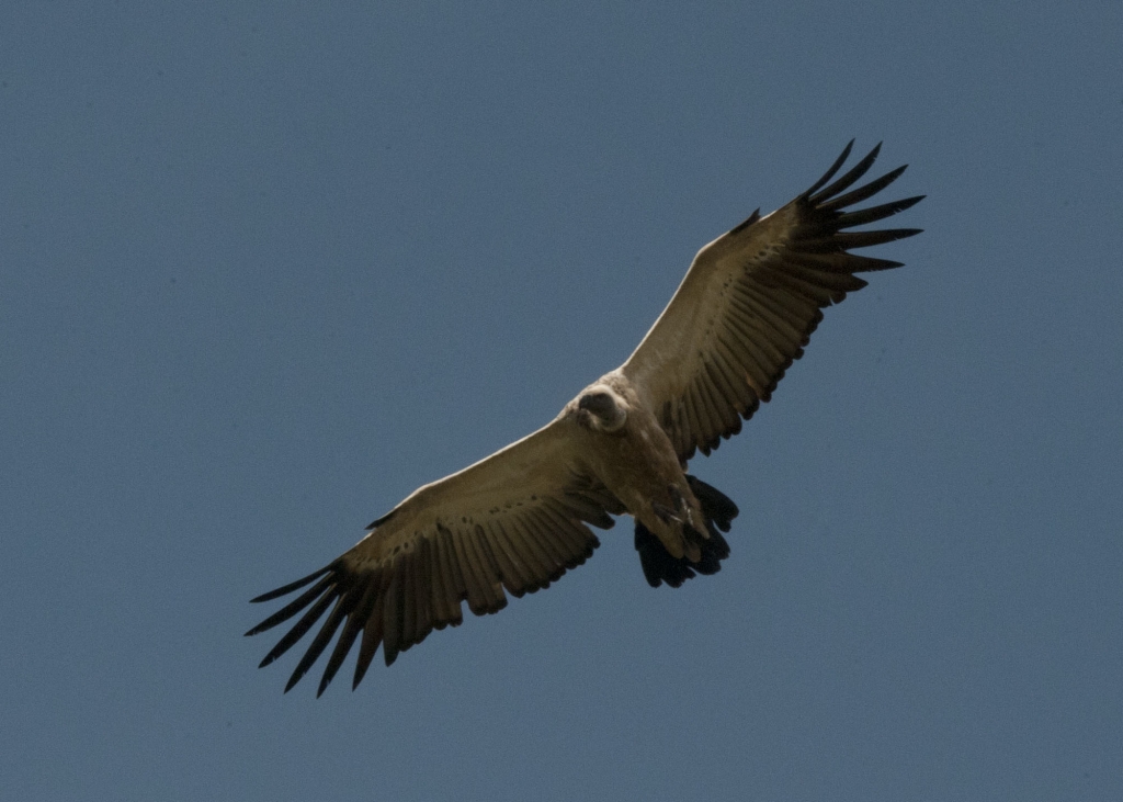A Cape Vulture (credit Neil Forbes)