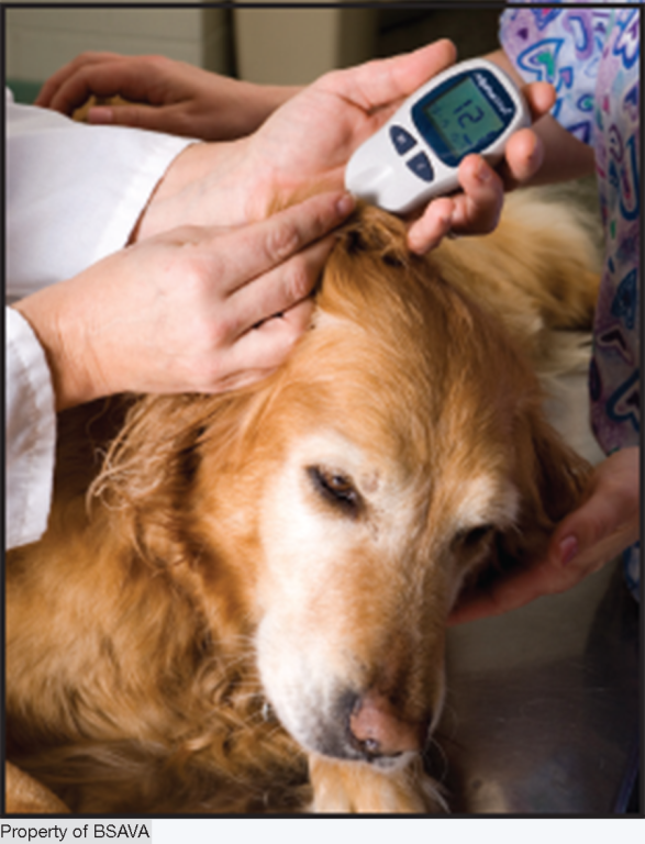 Dog having a blood glucose test