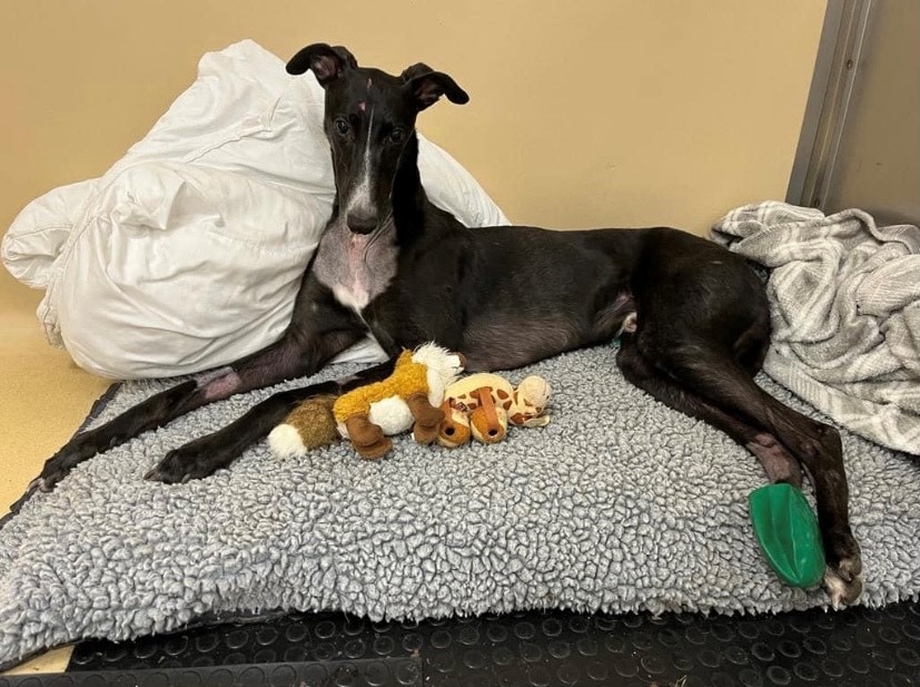 Blind rescue greyhound Ralph had made a miraculous recovery after being paralysed thanks to specialist surgery at Cave Veterinary Specialists, near Wellington, Somerset. 