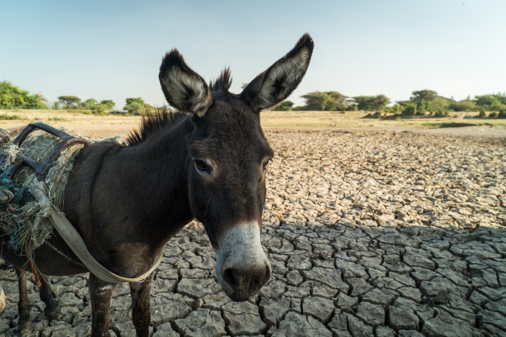 A working donkey in a drought-stricken area of Ethiopia © SPANA