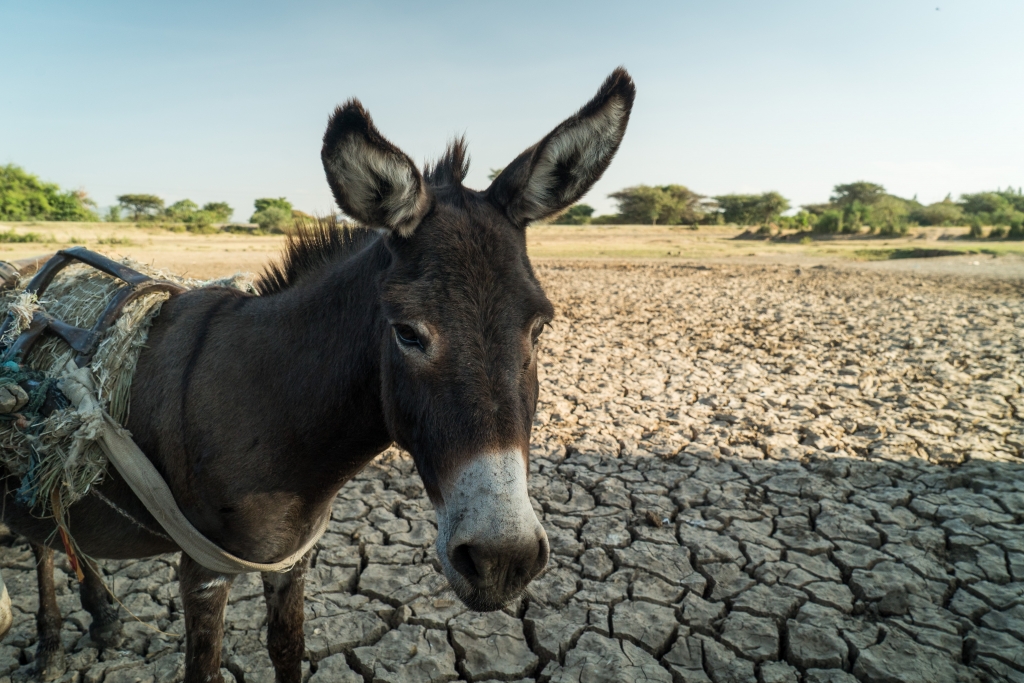 A working donkey in a drought-stricken area of Ethiopia © SPANA