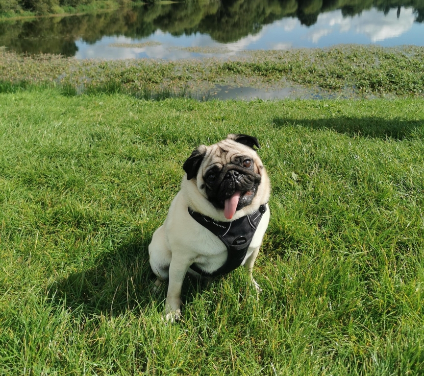 Frank the Pug, who had spinal surgery at Northwest Veterinary Specialists in Cheshire.