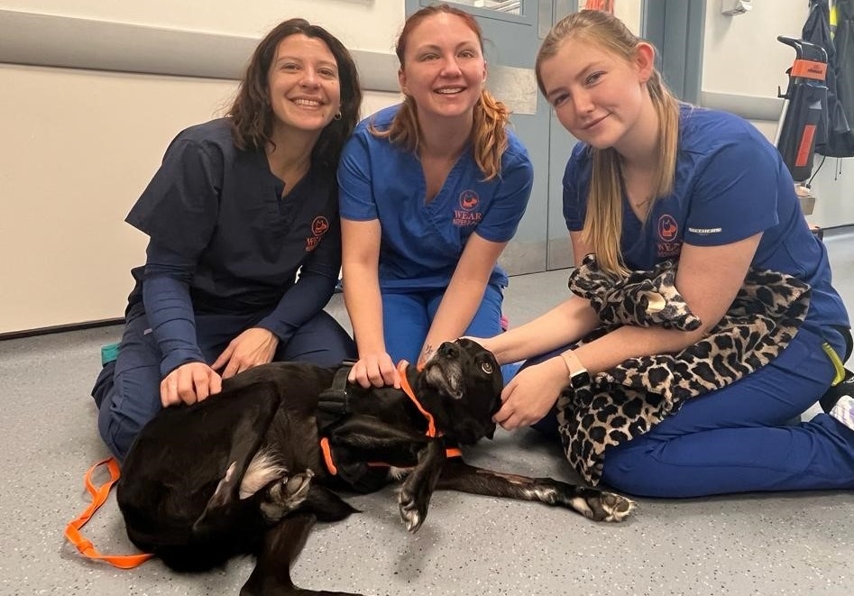 Misty with members of the team after life-changing spinal surgery to remove a rare cancer at Wear Referrals.