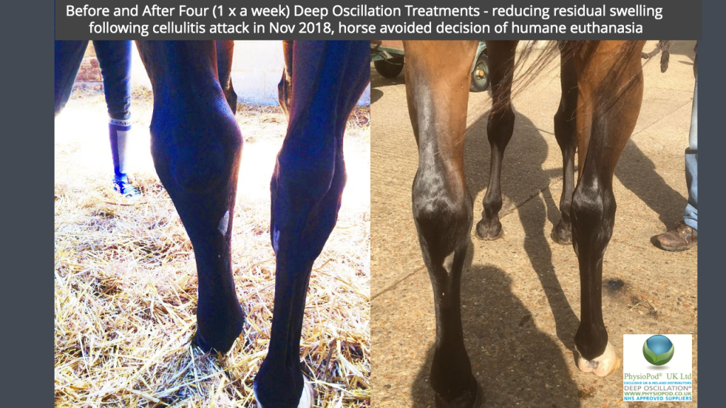 Before and After Four (1 x a week) Deep Oscillation Treatments - reducing residual swelling   following cellulitis attack in Nov 2018, horse avoided decision of humane euthanasia