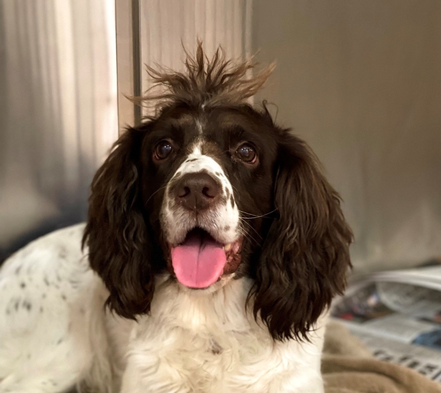 Madge the Springer Spaniel has a spring in her step once again after Abbey House Veterinary Hospital in Morley found the cause of her swollen foot. 