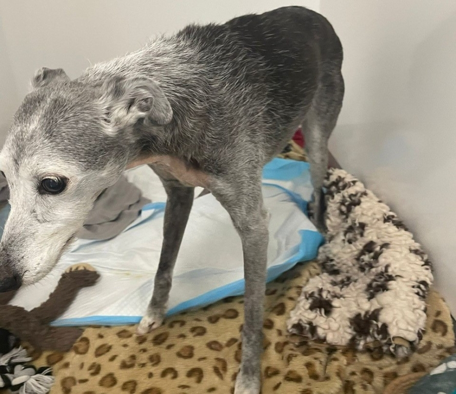 Greyhound Phoebe is back on all paws again following complicated spinal surgery at Southfields Veterinary Specialists in Basildon. 