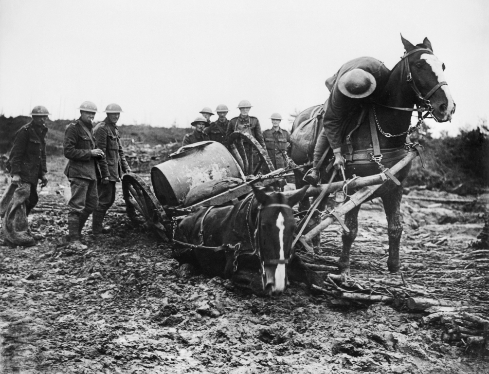 The Real Story of War Horse - one hundred years of animals in conflict /  Veterinary Industry News / VetClick