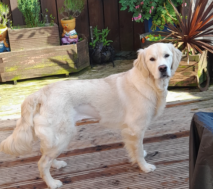 Ellie was critically ill after suffering a sudden onset of vomiting but has made a great recovery thanks to Wear Referrals in Bradbury, County Durham. 