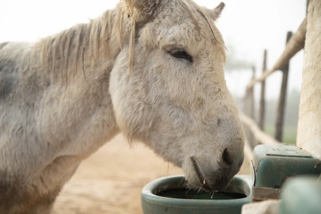 Close up of a donkey drinking from an automatic waterer