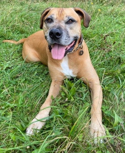 The foreign body was a tennis ball and was completely obstructing the lumen