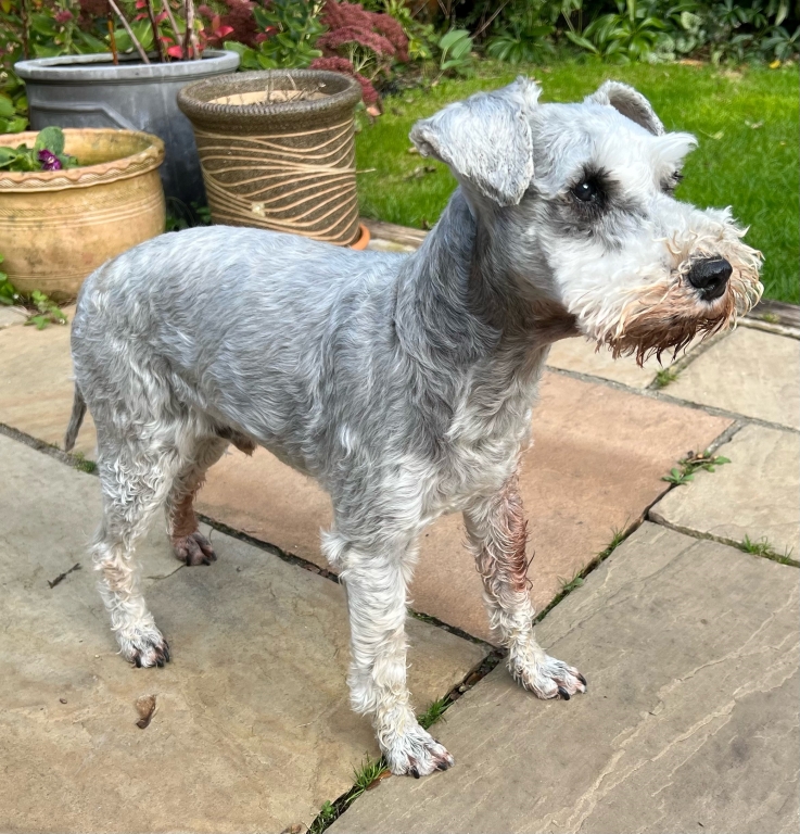 Eleven-year-old Gus now has an excellent quality of life following pioneering treatment by the industry-leading interventional pain management clinic at Linnaeus-owned North Downs Specialist Referrals in Surrey. 