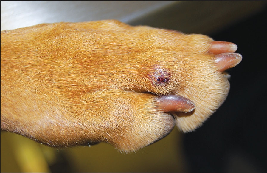 Close up photo of dog paw 