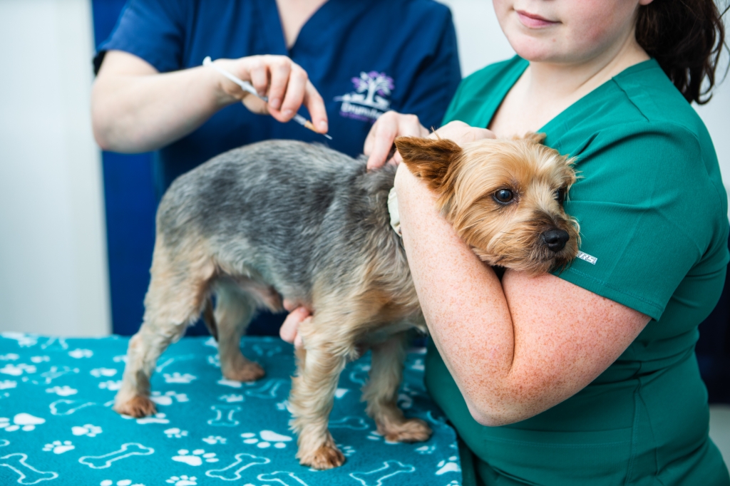 IVC Evidensia vets at Drumhoe Vets