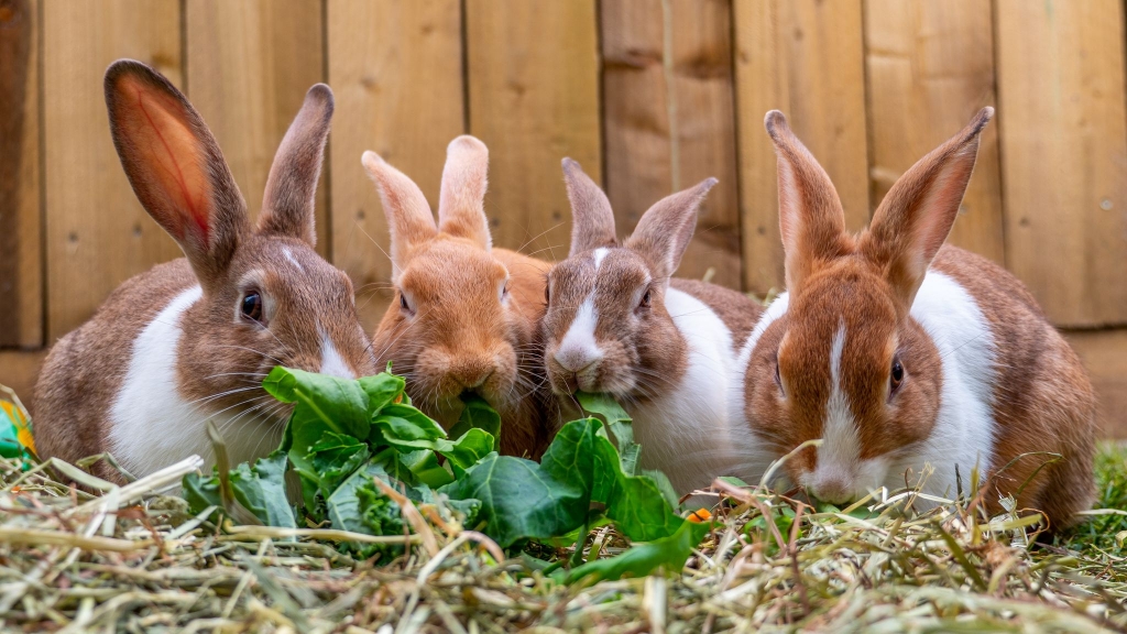Rabbits in a hutch eating greens