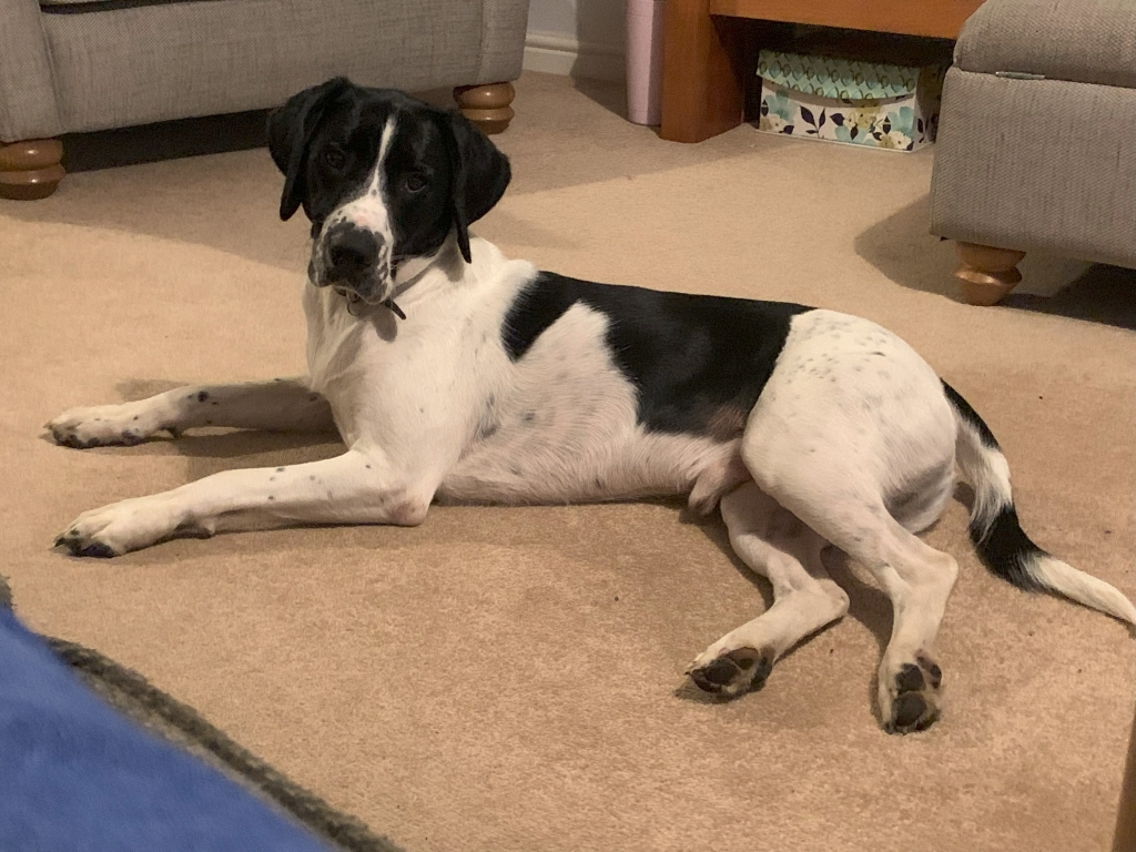 Max was bitten by an adder and was given anti-venom by St Anne’s Veterinary Group in Eastbourne. 
