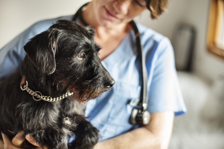 CVS research identifies factors associated with UK veterinary nurse resignations