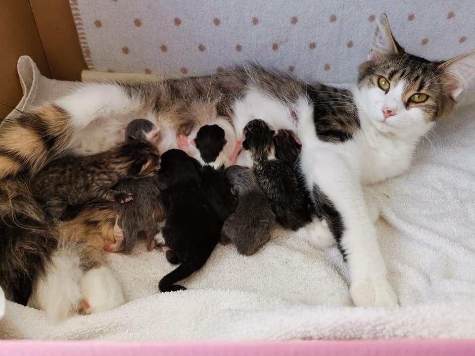 Burgess throws its support behind World Spay Day 2022 as PDSA report