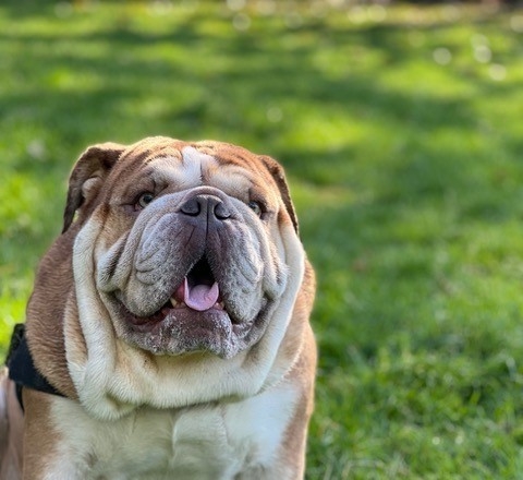 Alfie, a four-year-old British bulldog, underwent lifesaving surgery at London Vet Specialists in Belsize Park to ensure he could once again pass his own urine. 