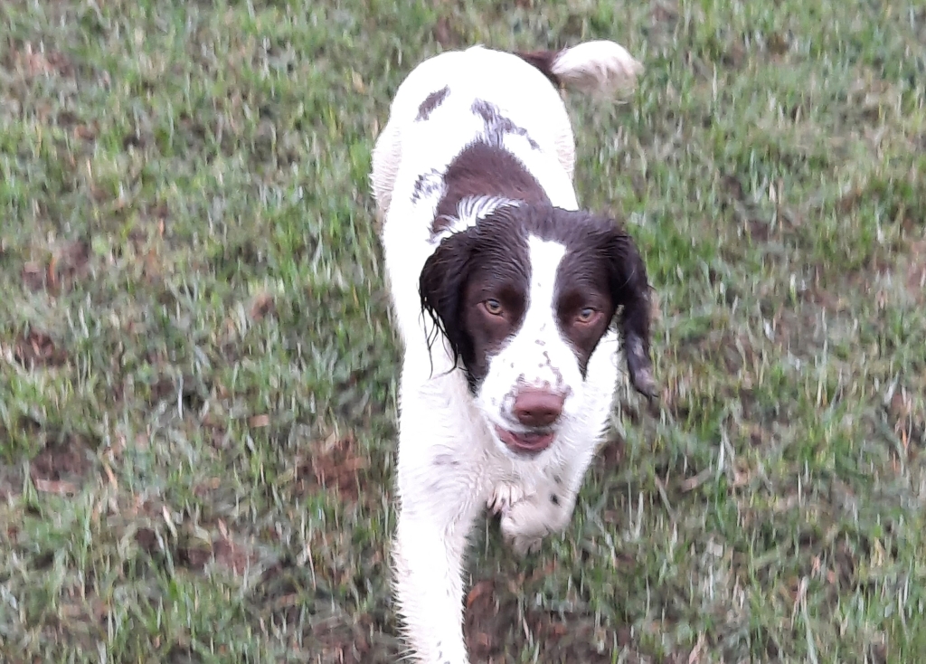 Bella suffered severe muscle and kidney damage after eating cattle bolus and received specialist treatment at Paragon Veterinary Referrals, in Wakefield. 