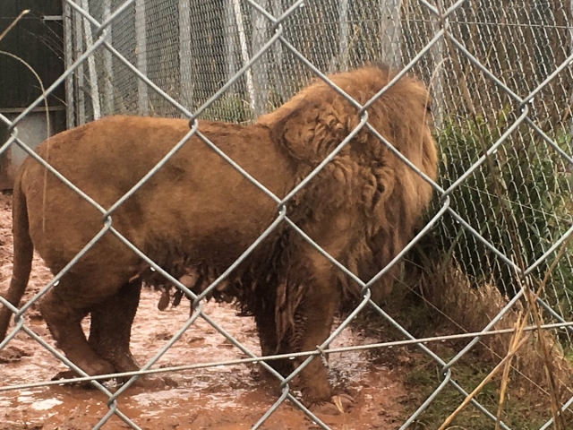 South Lakes Safari Zoo 5th March 2017 (c) Born Free Foundation