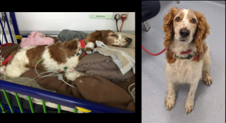 Morgan in her cot on oxygen at Pride Veterinary Centre, Derby (L) and Morgan back to full health (R). Credit Scarsdale Vets