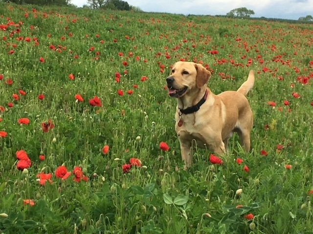 Eight-year-old Labrador Ben endured four years of sporadic lameness and limping before being cured by innovative treatment at Willows Veterinary Centre and Referral Service in Solihull. 