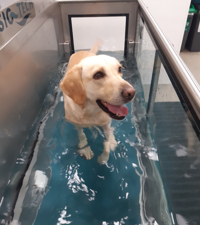 Four-year-old labrador Billy using the underwater treadmill at Wear Referrals as part of his recovery from a terrifying cliff fall. 