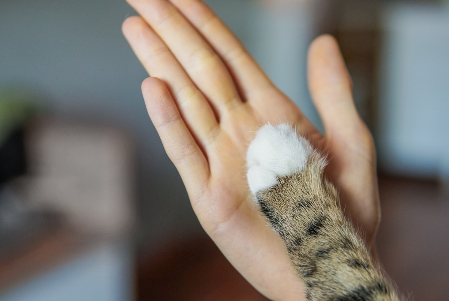Cat&#39;s paw up against a human hand