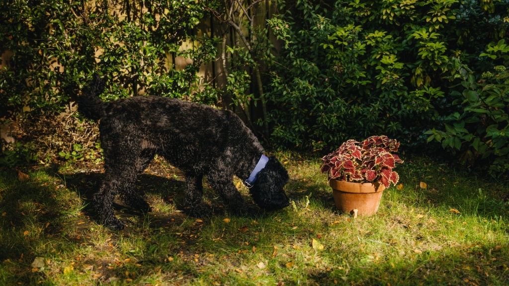 Dog sniffing the ground for conkers