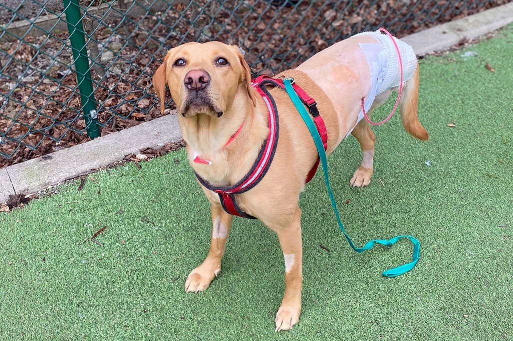Ember the Labrador has learned to walk again after surgery to remove one of her hind limbs after a rare attack of infiltrative lipomas. 
