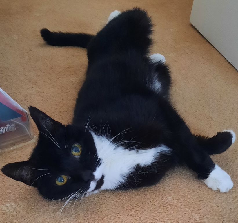 Mosie was treated by Linnaeus-owned West Midlands Veterinary Referrals in Burton on Trent, Staffordshire, after suffering a fracture to the tibia in his right, hind leg. 