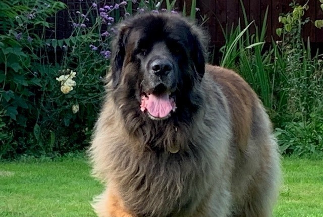 Bilateral cataract surgery at Eye Vet means Ellie can see again. 