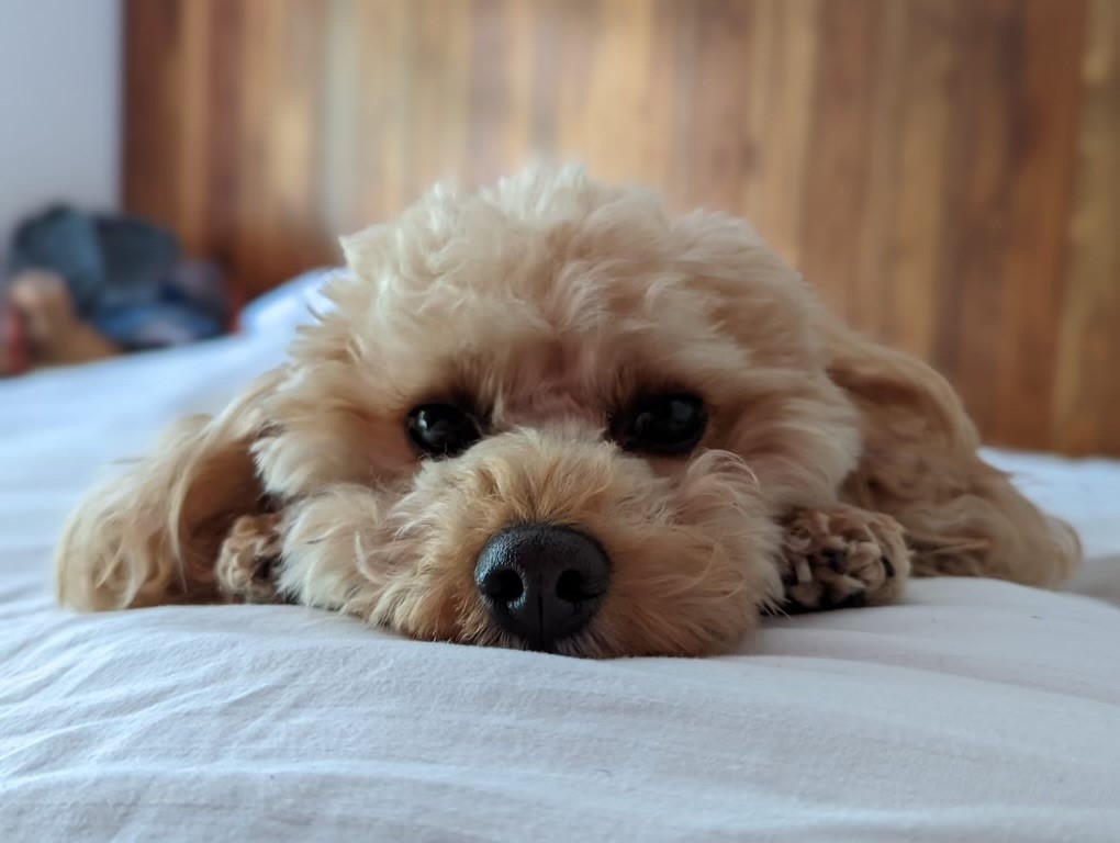 Paralysed Fletcher has beaten the odds and is walking and running again after expert surgery at Northwest Veterinary Specialists in Runcorn. 