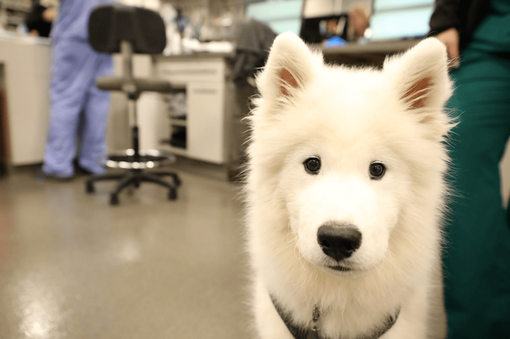 Researchers from Mars Petcare have developed a quality of life assessment that evaluates dog health and wellbeing. 