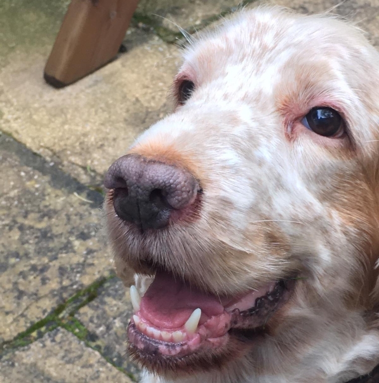 Cocker spaniel Harvey underwent a rare blood transfusion at Paragon Veterinary Referrals in Wakefield which saved his life. 