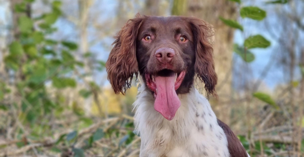 English Springer Spaniel Brian was left with stiff muscles and was battling to breathe after a severe attack of tetanus