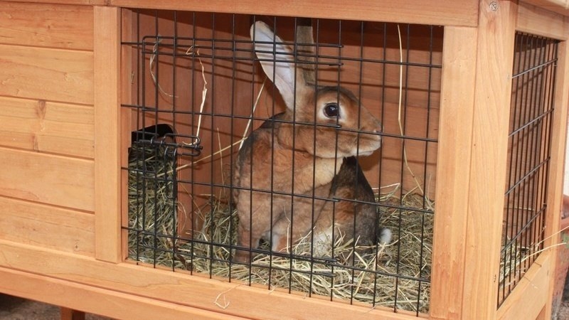 Rabbit in a small hutch