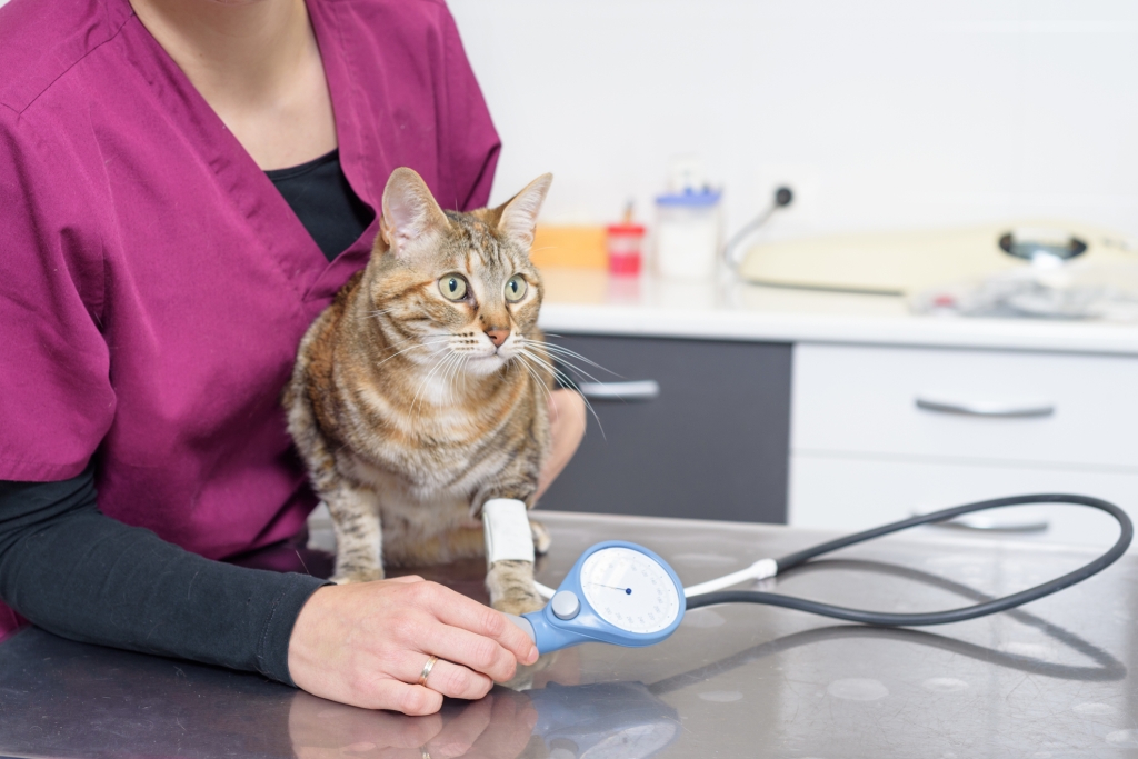 CVS new clinical improvement project will improve screening for hypertension in older cats