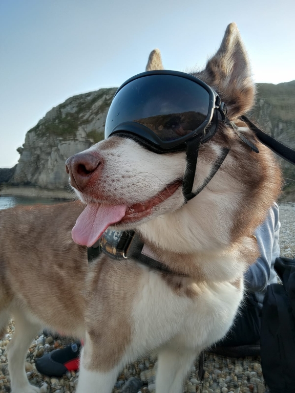 Six-year-old Siberian Husky/Malamute crossbreed, Duke sporting his sunglasses 