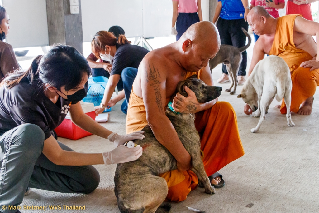 Providing veterinary care to Thailand temple dogs in Chiang Mai