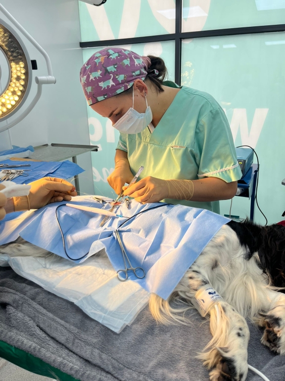 The course upskills nurses to undertake minor surgical procedures, in the past conducted by a vet