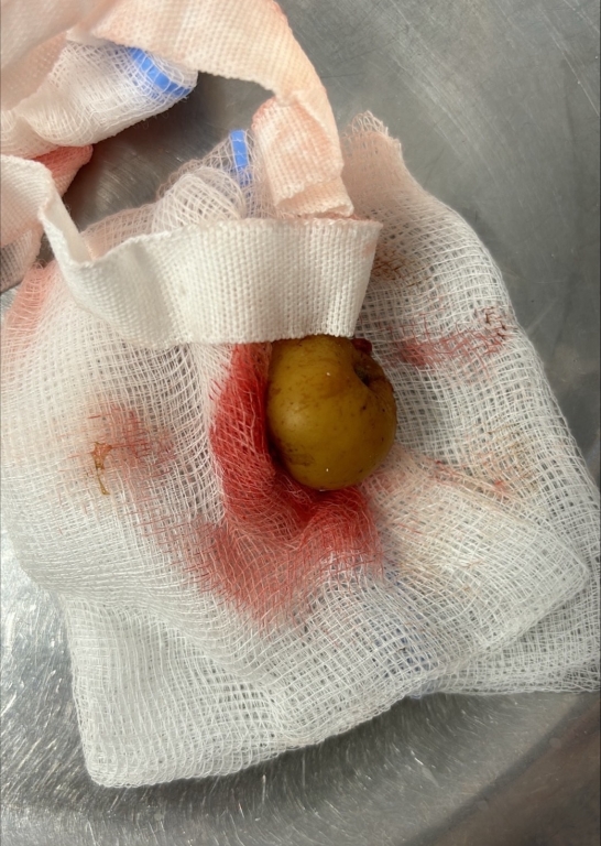 Cello’s small intestine was being blocked by a crabapple which she had swallowed whole.