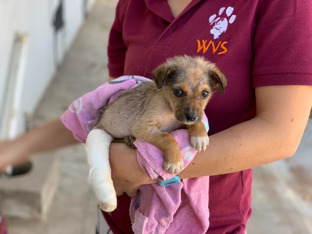 Found in a gutter, Ronnie had a broken tibia and wound on his hind limb. With a dressing to support his leg and treatment for his mange he is well on the road to recovery.