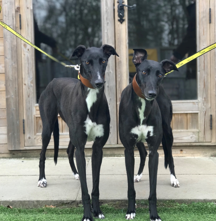 Greyhounds Thelma & Louise