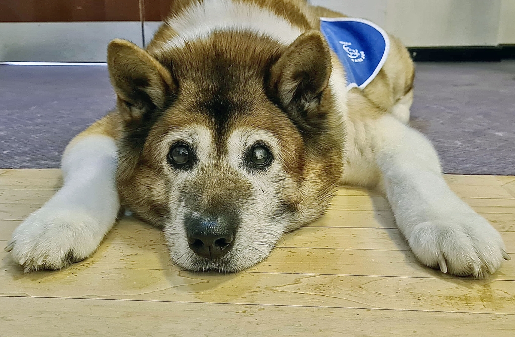 Sumi the NHS therapy dog